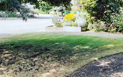 Photo of Jack P.'s yard after getting tree care in Woodinville, WA