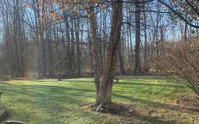 Photo of Deborah F.'s yard after getting tree care in Logan, OH