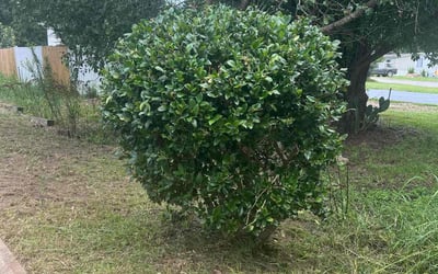 Photo of Paul S.'s yard after getting landscaping in Seneca, SC