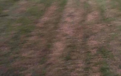 Photo of John O.'s yard after getting landscaping in Cheshire, CT