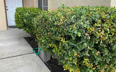 Photo of Doris H.'s yard after getting landscaping in Delano, CA