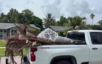 Photo of Ana F.'s yard after getting tree care in West Palm Beach, FL