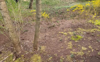 Photo of Michael Q.'s yard after getting landscaping in Orange, CT