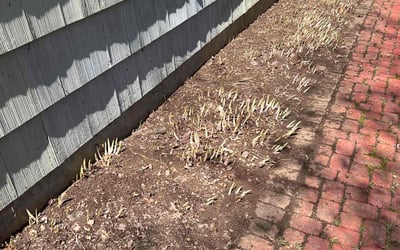 Photo of Jason D.'s yard after getting landscaping in Suffield, CT