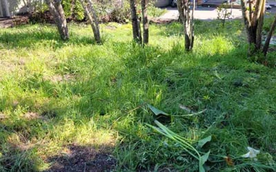 Photo of Brittany M.'s yard after getting landscaping in Petaluma, CA