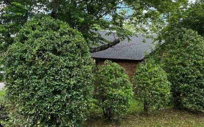 Photo of Taylor M.'s yard after getting landscaping in Nashville, TN