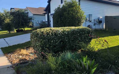 Photo of Brandy P.'s yard after getting tree care in Abilene, TX