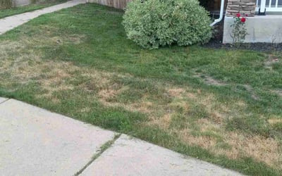 Photo of Brandon P.'s yard after getting landscaping in Cripple Creek, CO