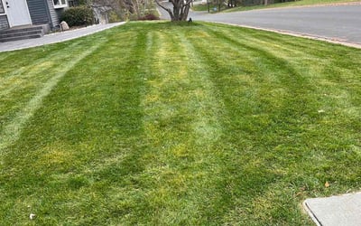 Photo of Elizabeth B.'s yard after getting landscaping in Cedar, MN
