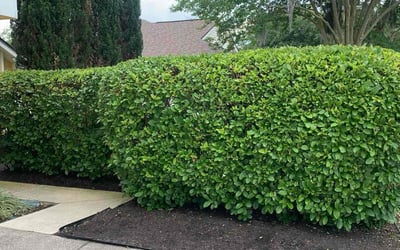 Photo of Janet B.'s yard after getting landscaping in Jacksonville, FL