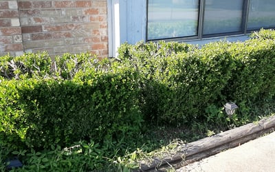 Photo of Kelly N.'s yard after getting landscaping in Chico, TX