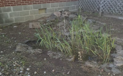 Photo of Ryan M.'s yard after getting landscaping in Rising Sun, IN