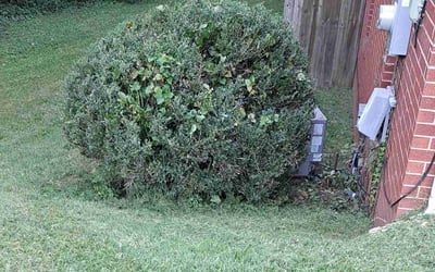 Photo of Kathy R.'s yard after getting landscaping in Blackstock, SC