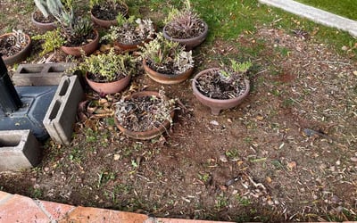 Photo of Charles H.'s yard after getting landscaping in Mesa, AZ