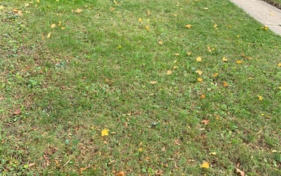 Photo of Lynn P.'s yard after getting landscaping in Saukville, WI