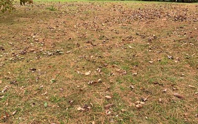Photo of Liz M.'s yard after getting landscaping in Wicomico, VA