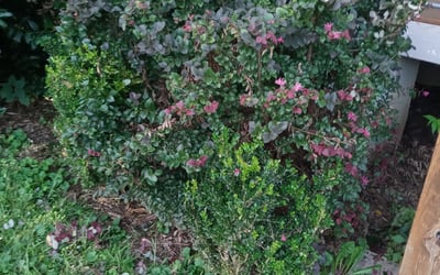 Photo of Ryan G.'s yard after getting landscaping in Red Oak, GA