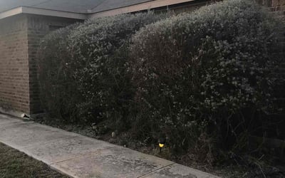 Photo of Maurice D.'s yard after getting landscaping in Rio Medina, TX