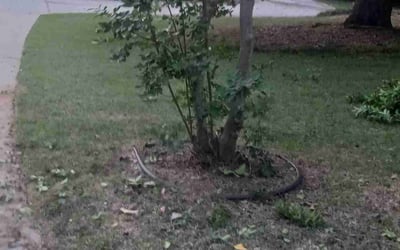 Photo of James D.'s yard after getting landscaping in Hampton, GA