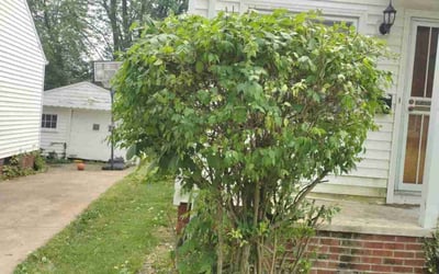 Photo of Sandra W.'s yard after getting landscaping in Broadview Heights, OH