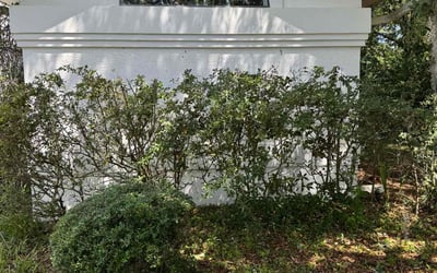 Photo of Naomi H.'s yard after getting tree care in Ocala, FL