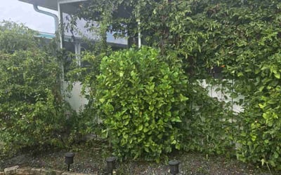 Photo of Vanessa P.'s yard after getting tree care in Pompano Beach, FL