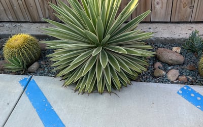 Photo of Vivian L.'s yard after getting landscaping in Borrego Springs, CA
