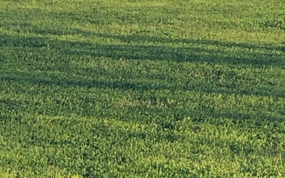Photo of Susanne S.'s yard after getting tree care in Magnolia, TX