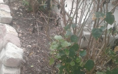 Photo of Amanda J.'s yard after getting landscaping in Campbellton, TX