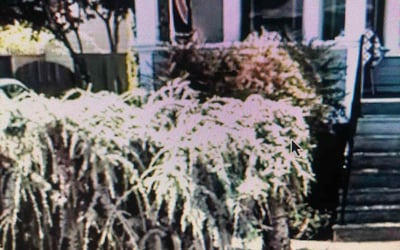 Photo of Lauren C.'s yard after getting landscaping in Wilsonville, OR