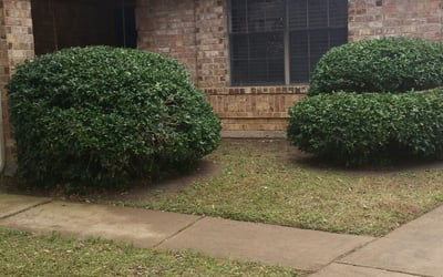 Photo of Kristopher G.'s yard after getting tree care in Sealy, TX