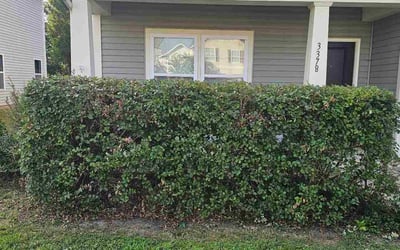Photo of Frank B.'s yard after getting tree care in Denver, NC