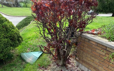Photo of Sean C.'s yard after getting landscaping in Jeannette, PA