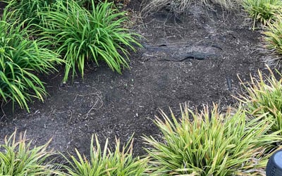 Photo of Amber G.'s yard after getting landscaping in Jamestown, VA