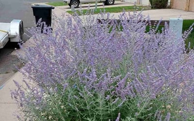 Photo of Robert P.'s yard after getting landscaping in Central City, CO
