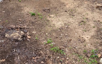 Photo of Susan R.'s yard after getting landscaping in Weaverville, NC