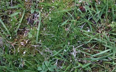Photo of David L.'s yard after getting landscaping in Portland, OR
