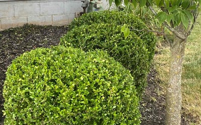 Photo of Judy S.'s yard after getting landscaping in Perry, OH