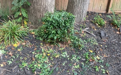 Photo of Michael H.'s yard after getting landscaping in Sunbury, NC