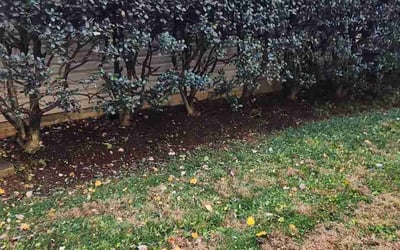 Photo of Elizabeth H.'s yard after getting landscaping in Benedict, MD