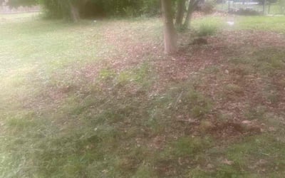 Photo of David G.'s yard after getting landscaping in Pennsville, NJ