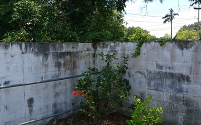 Photo of Mary J.'s yard after getting landscaping in Astor, FL