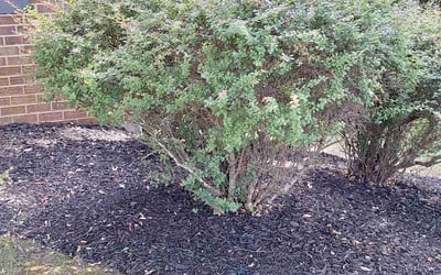 Photo of Osei Poku A.'s yard after getting landscaping in Huntly, VA