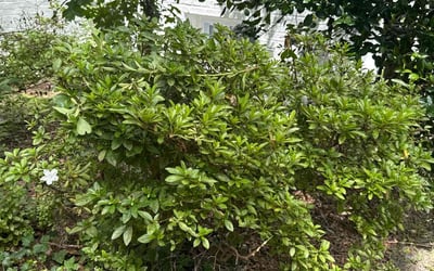 Photo of Cassandra V.'s yard after getting tree care in Fairfax Station, VA