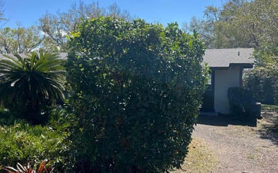 Photo of Kimberly J.'s yard after getting tree care in Haines City, FL