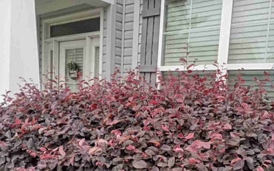 Photo of Kimberly C.'s yard after getting landscaping in Rescue, VA