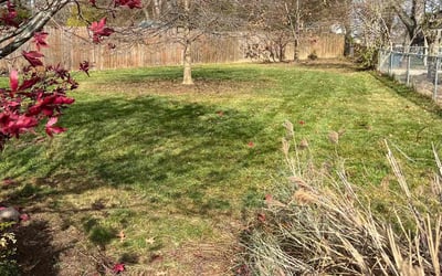 Photo of Jennifer A.'s yard after getting landscaping in Latonia, KY