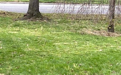 Photo of Julie M.'s yard after getting landscaping in Calverton, NY