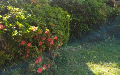 Photo of Taylor C.'s yard after getting landscaping in Port Royal, VA