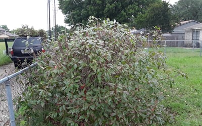 Photo of Stephanie D.'s yard after getting landscaping in Copeville, TX